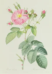 Rosa Gallica Rosea Flore Simplici